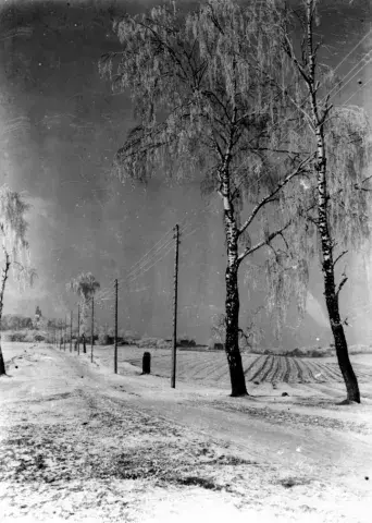 Czarno-biała fotografia zaśnieżonej drogi z brzózami i słupami