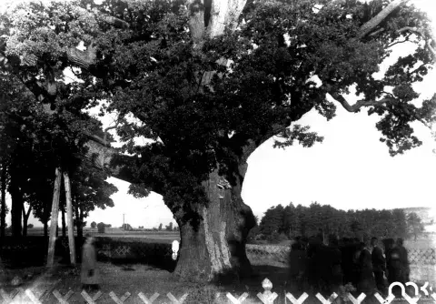 Czarno-biała fotografia sękowatego, szerokiego drzewa przy niskim płotku, pola w tle