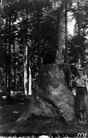 Fotografia: kobieta stoi przy ogromnym pniu drzewa w gęstym lesie.