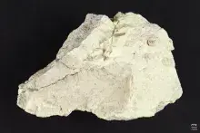 Jasnobeżowy fragment skały z małą etykietą, na czarnym tle
