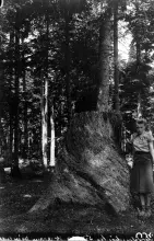 Fotografia: kobieta stoi przy ogromnym pniu drzewa w gęstym lesie.