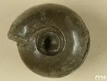 Fotografia spiralnej zielonkawo-brązowej skamieniałości amonita na beżowym tle